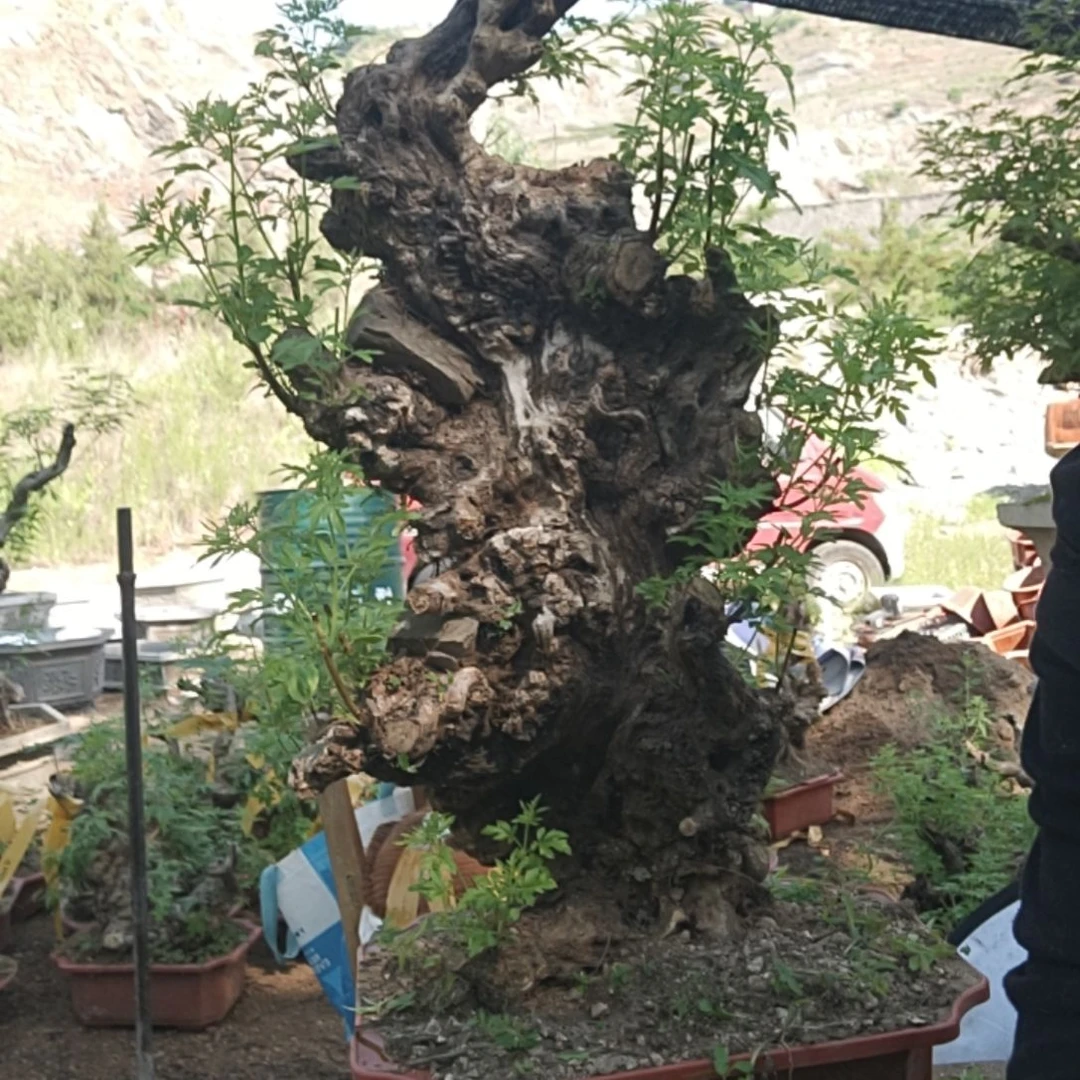 君***下当前无花栽培后可以开花