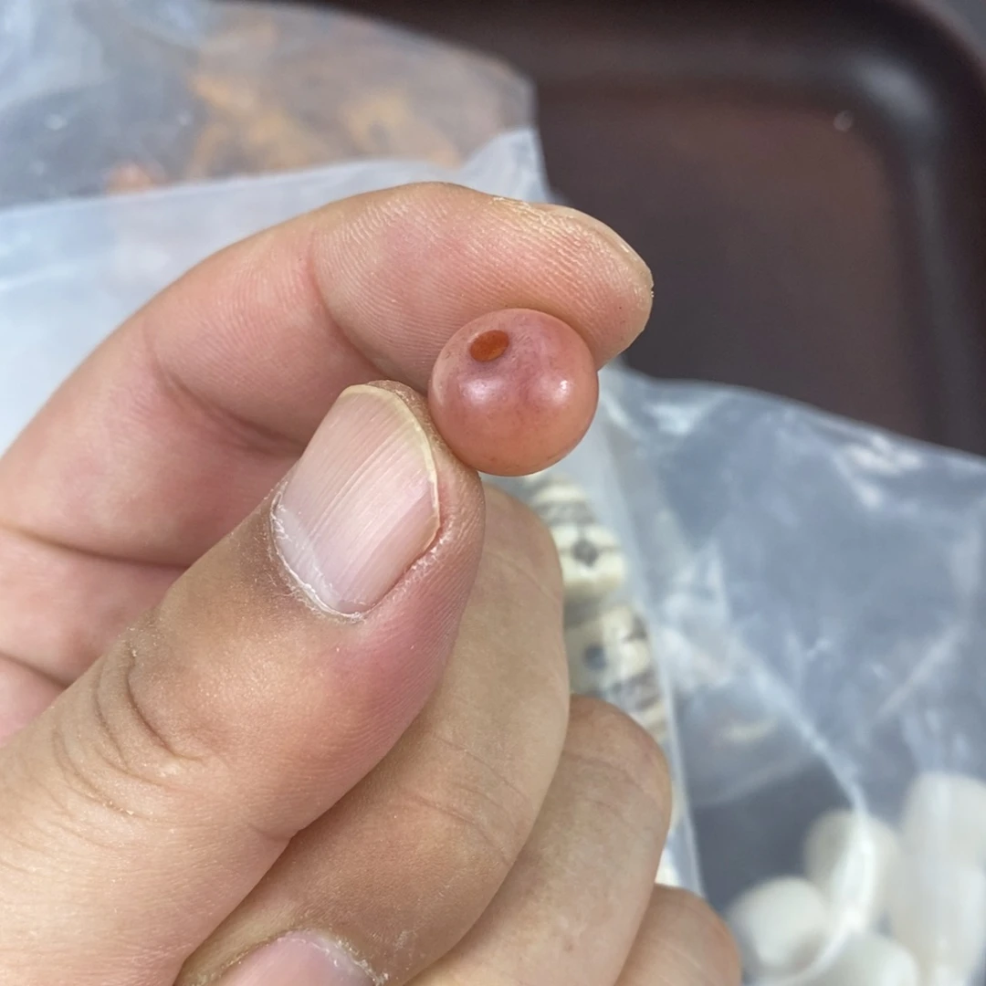 手串/手链驼骨配饰8尺寸1.2