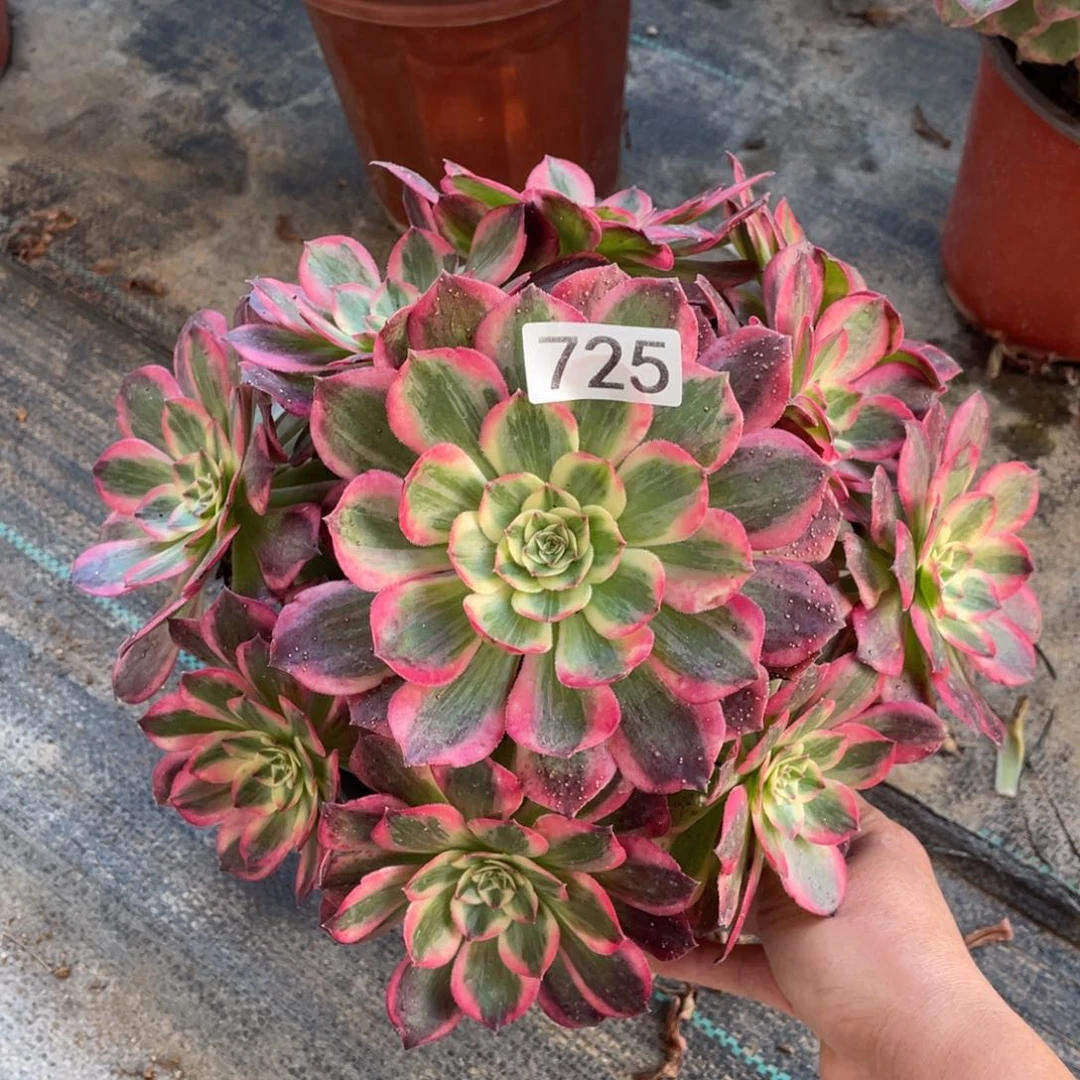 ₊****云荷多肉植物老桩