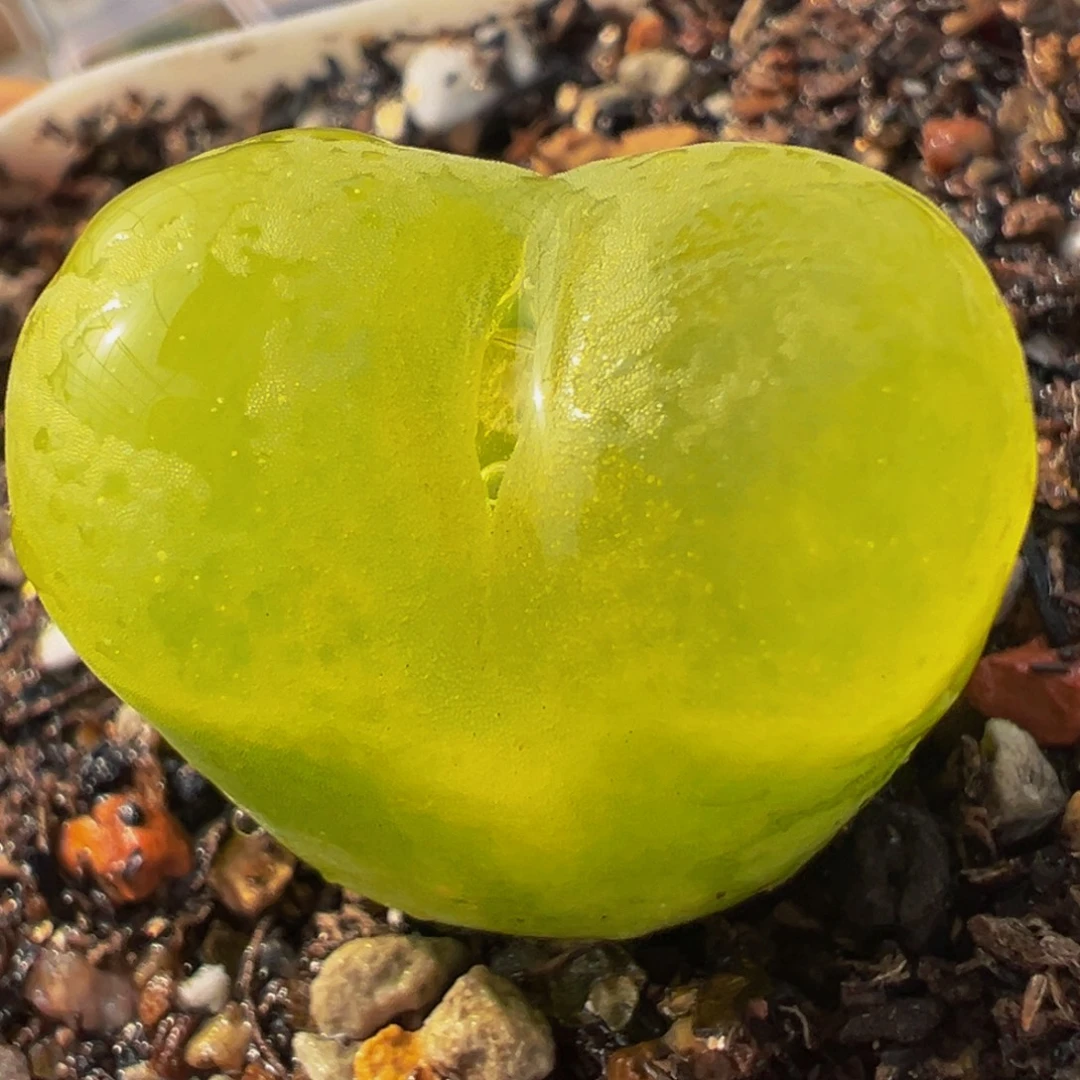 黄金桃母本带盆多肉