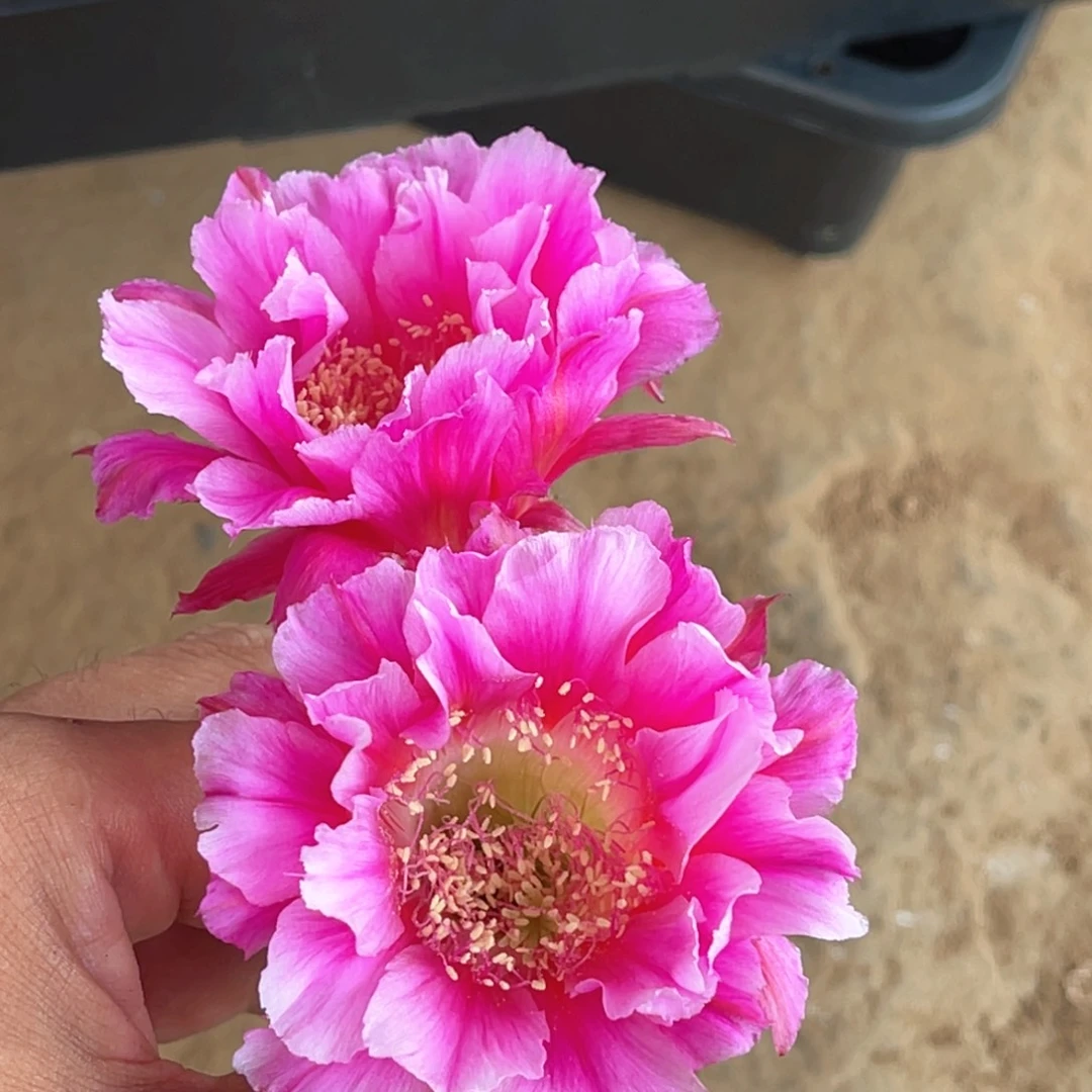 彩 琅侧芽 歪 满20包邮5公分