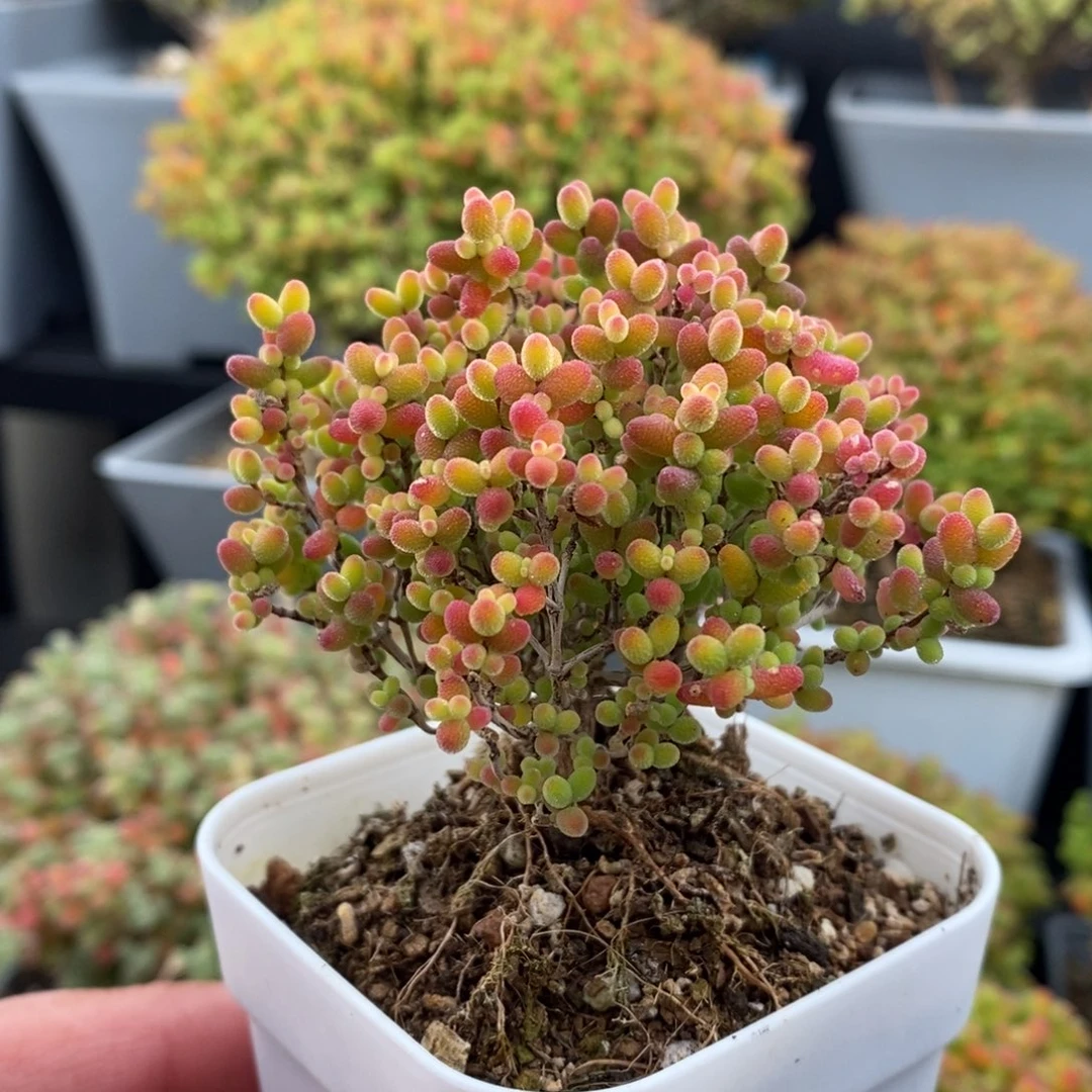 无花朵32号蜜橘糖球