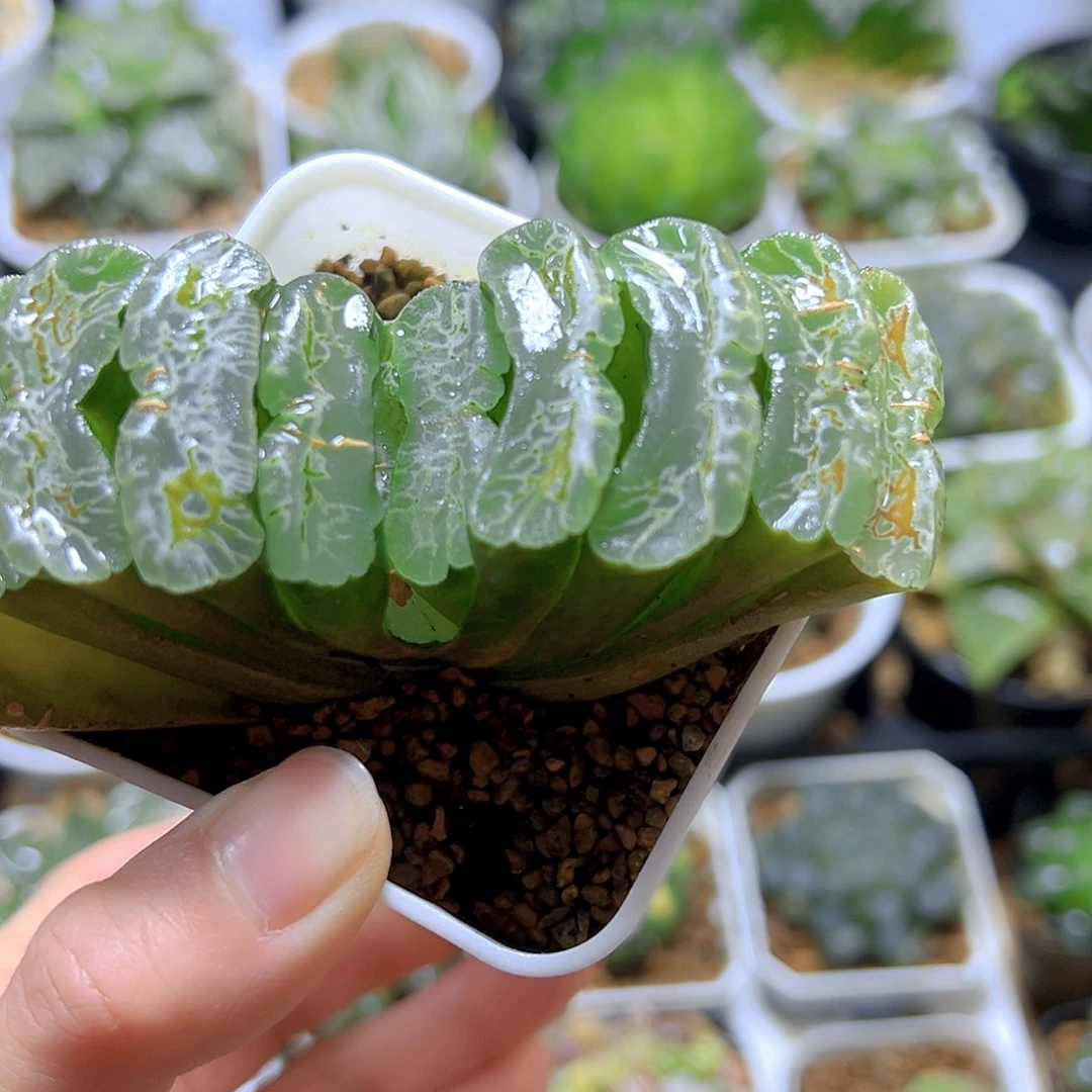 常乐玉扇多肉多肉一颗