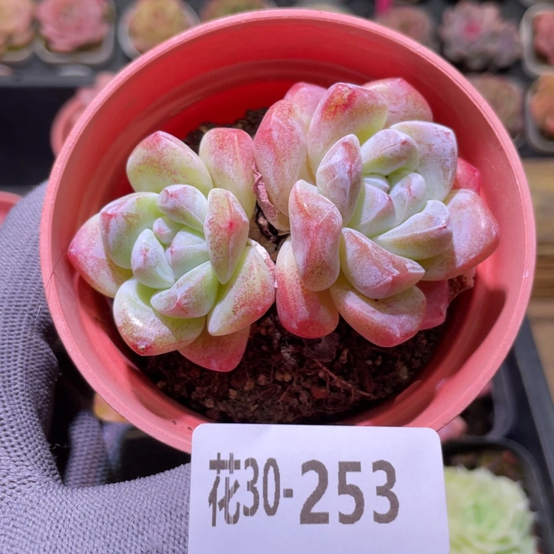 花利美30-253冰玉