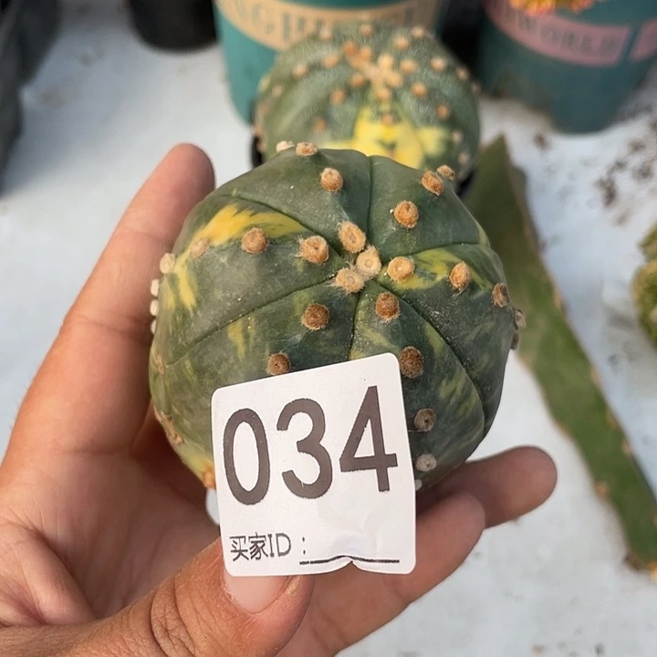 无根仙人球34号兜锦