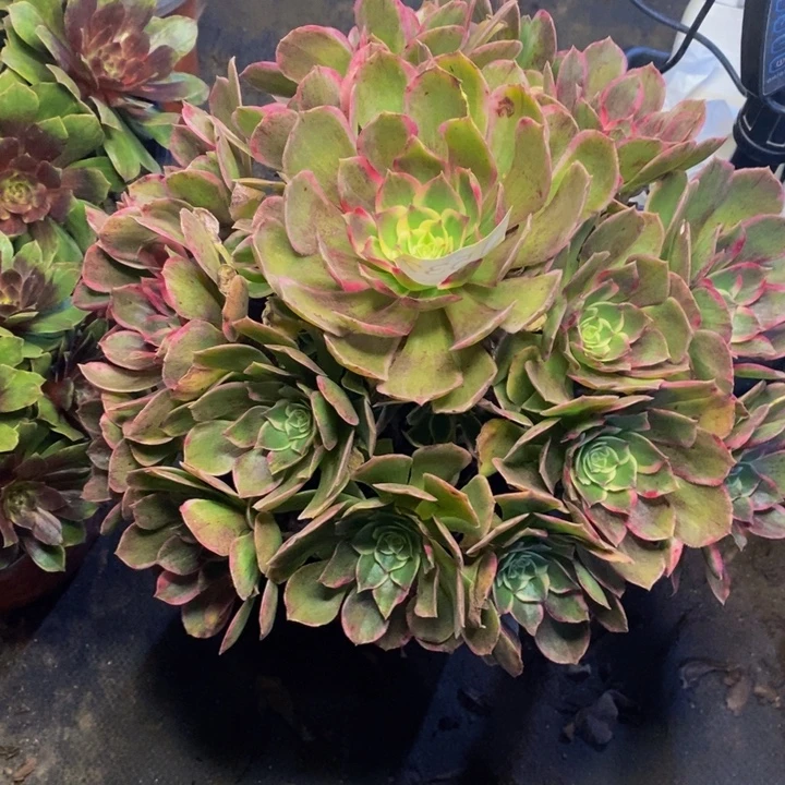 孔雀翎多肉断头不包1532