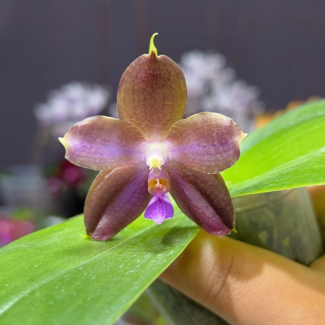 大部分开放少量花苞