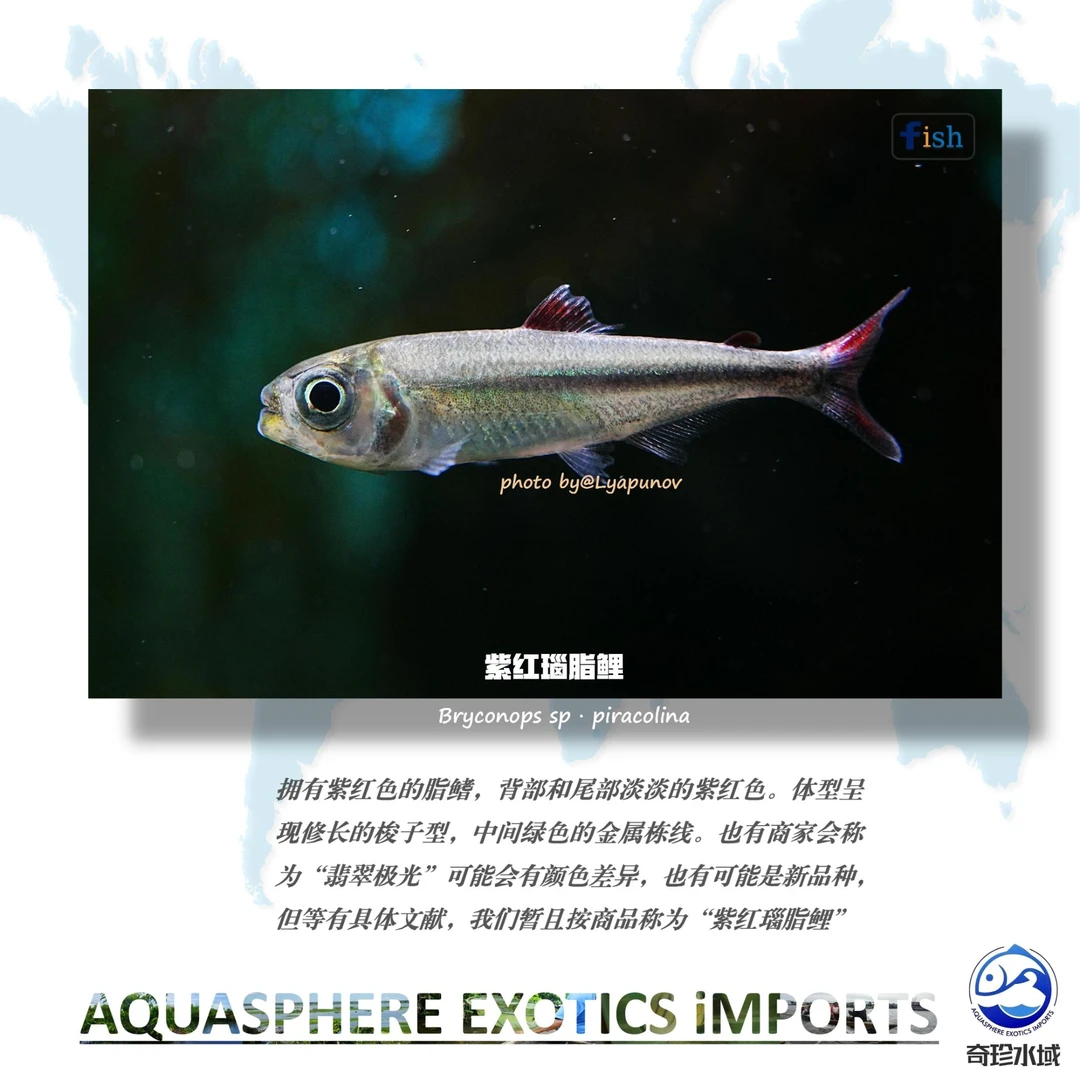 【奇珍水域】紫红瑙脂鲤
