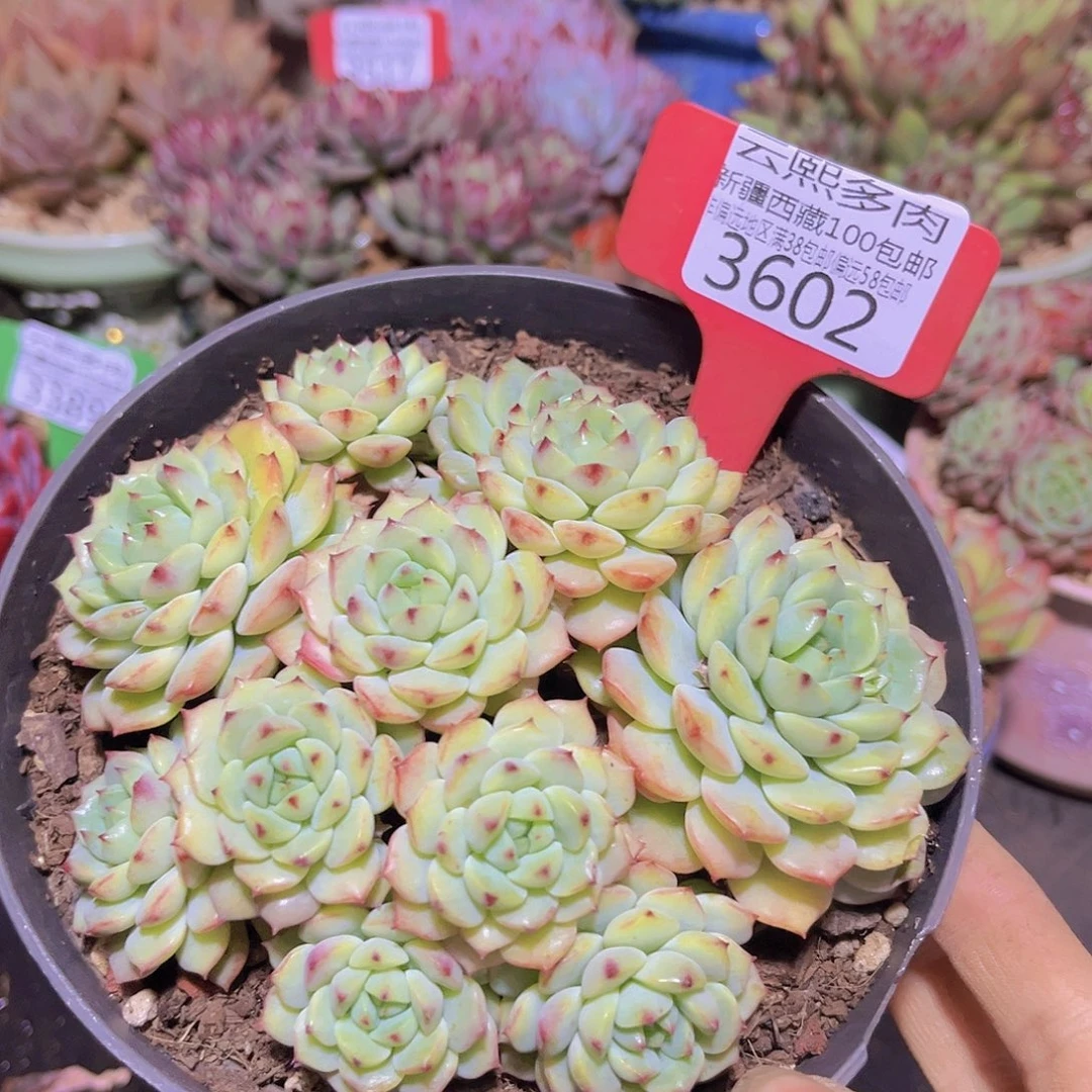 3602熊猫脸多肉植物