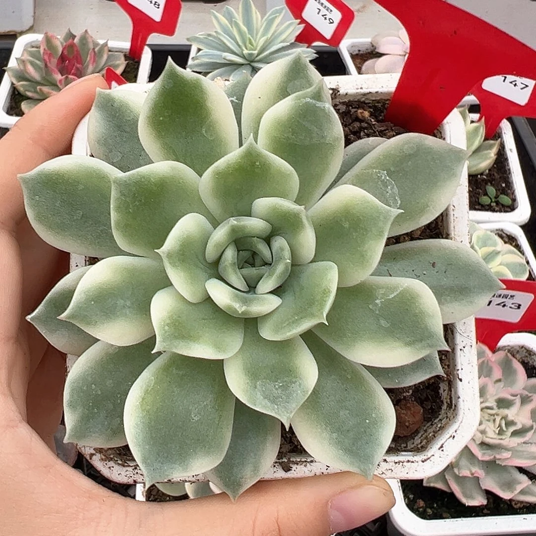 152号艾丽卡锦多肉植物