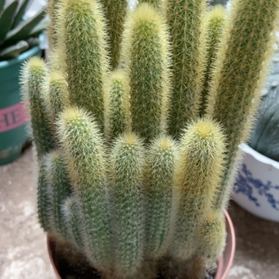 黄金条一物一拍多肉