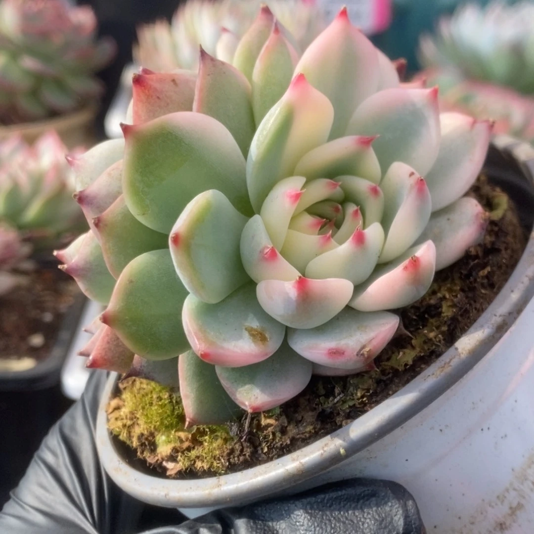 631锦锦锦锦锦锦锦锦