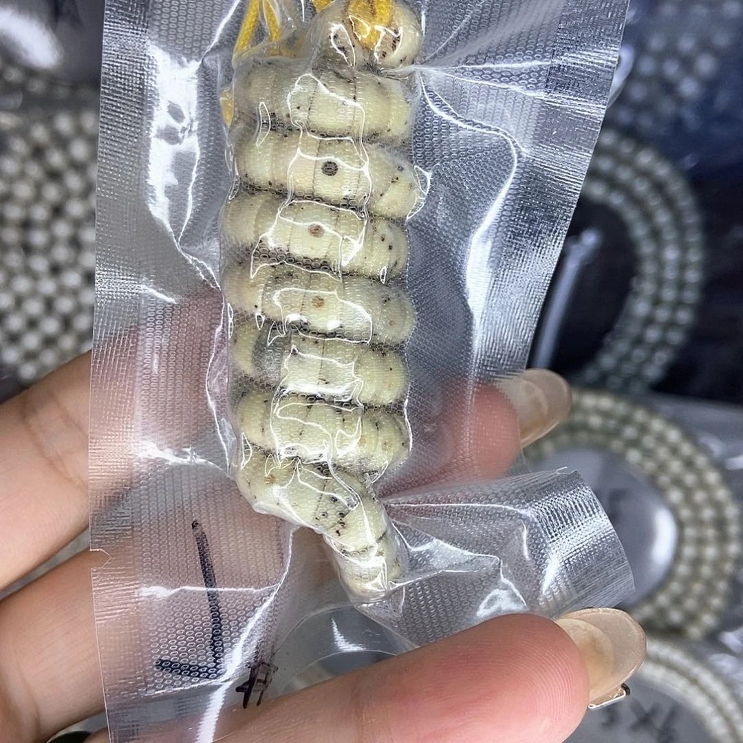 手串星月菩提星月