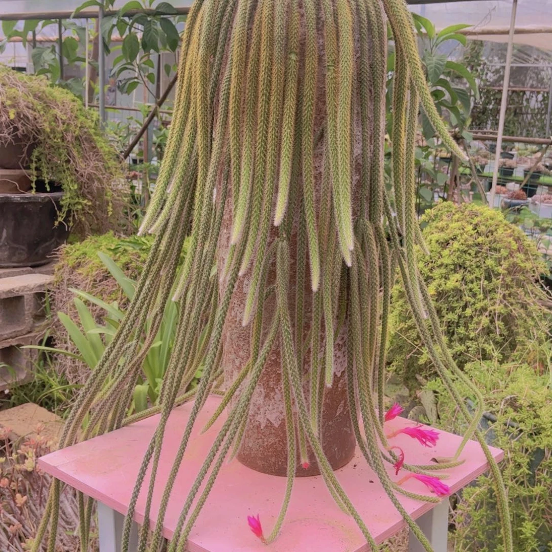 m****多肉植物组合盆栽植物