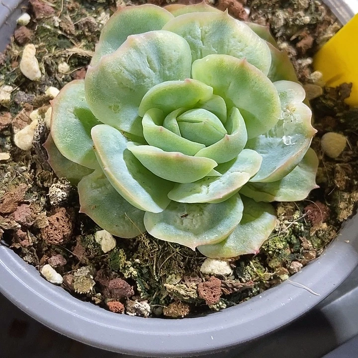 多肉植物泡泡纱794