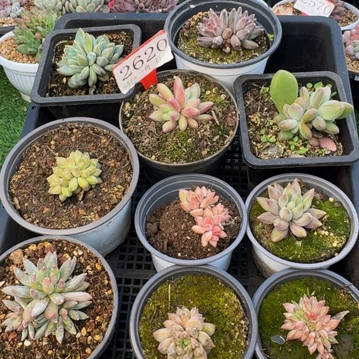 2620多肉植物一物一拍