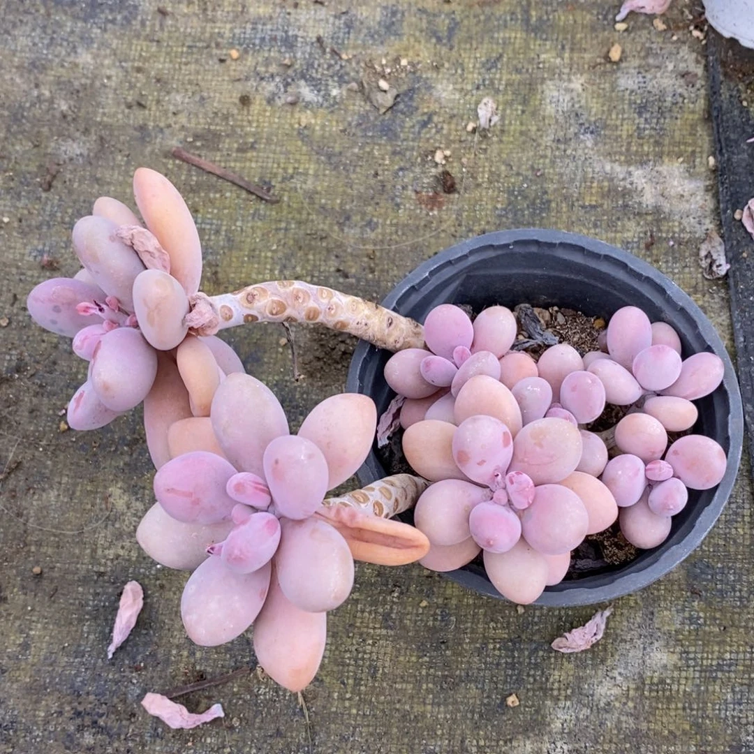 一物一拍精品多肉_桃蛋