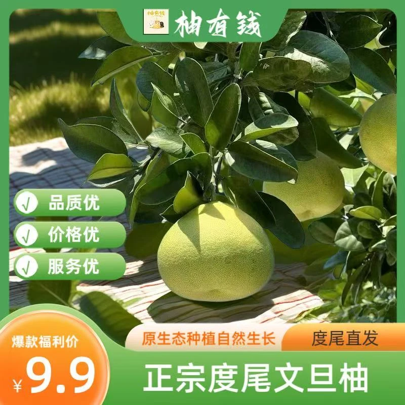 福建仙游度尾文旦柚新鲜当季现摘红心蜜柚香甜多汁
