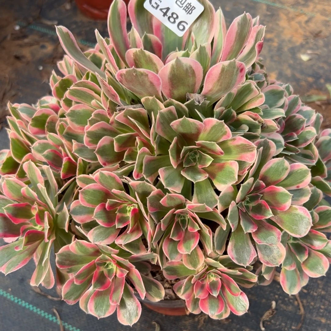 486粉女郎，多肉法师