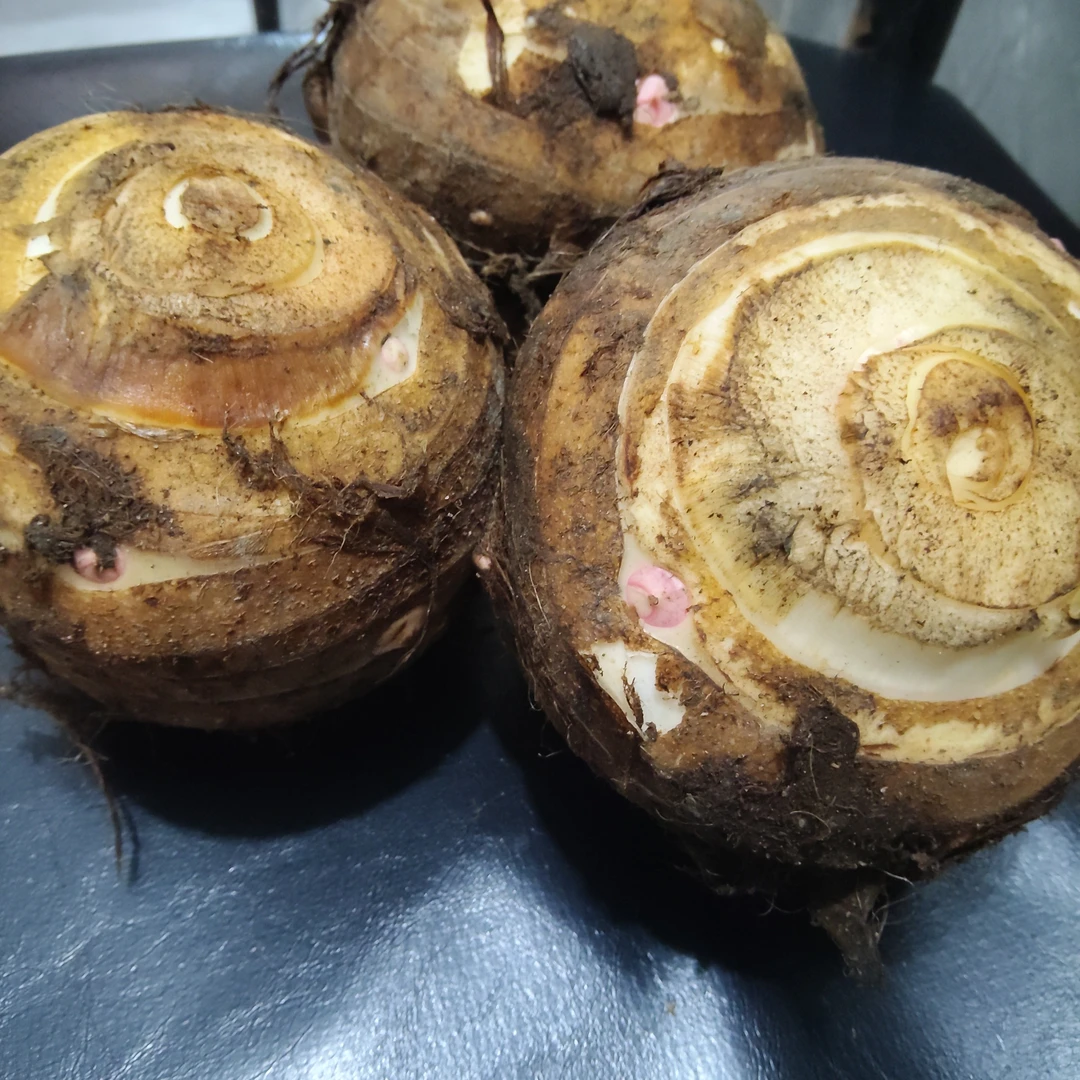 江西上饶农家自种红芽芋芋母