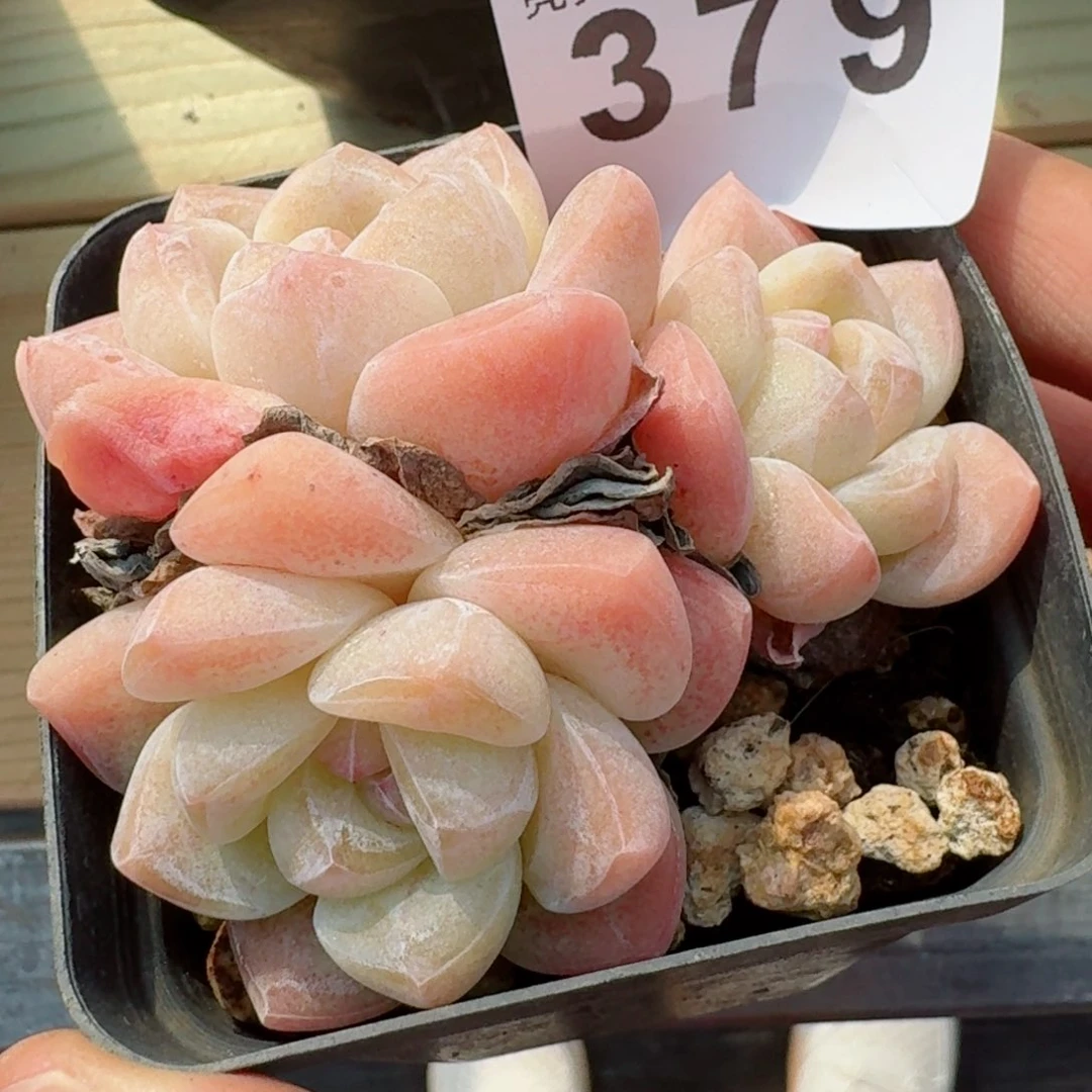 冰玉群生整桩         精品多肉