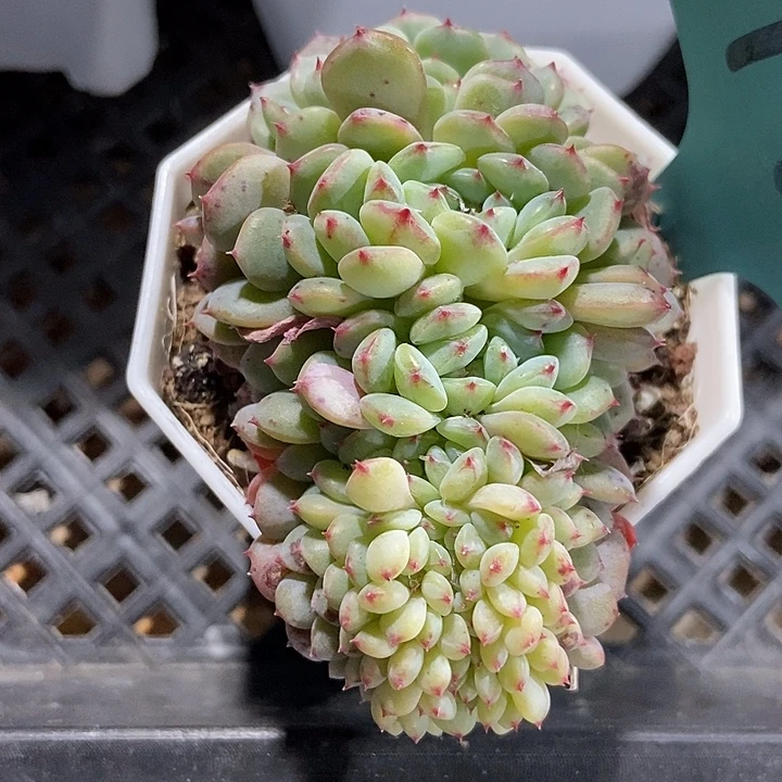 多肉植物白胖子缀13多肉