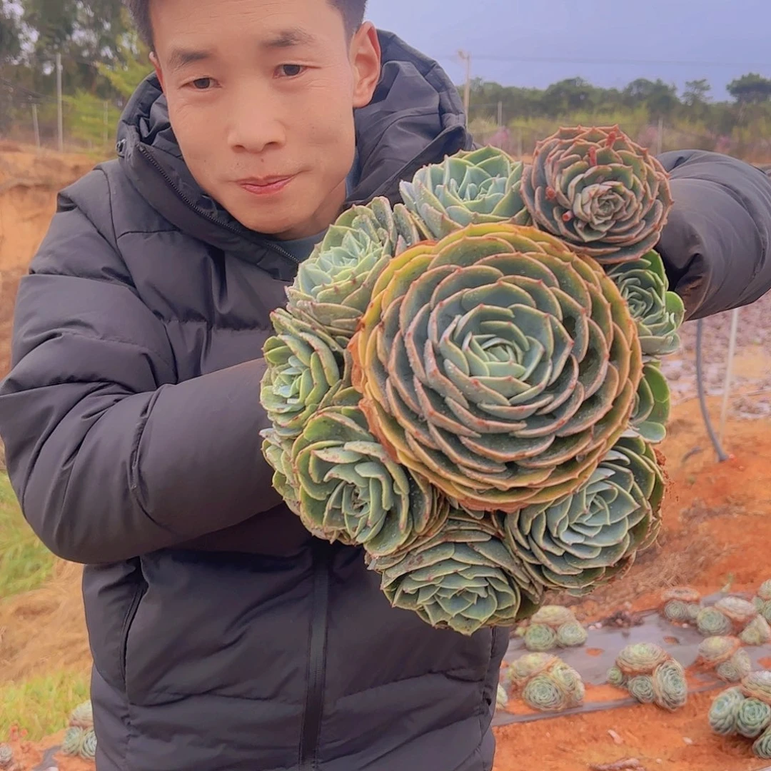 地栽玉碟多肉1颗