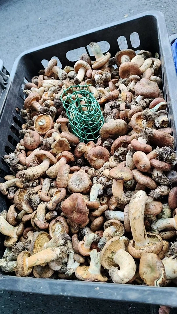 西情新鲜野生枞菌谷熟菌燕来覃寒菌美味菌菇