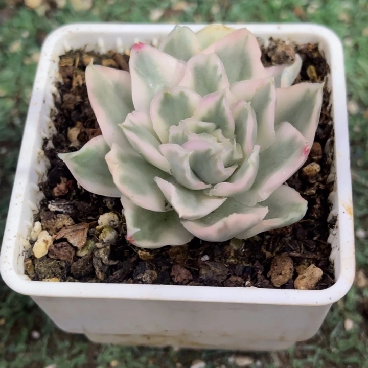 秋可园艺 蕾丝冰边紫蝴蝶锦