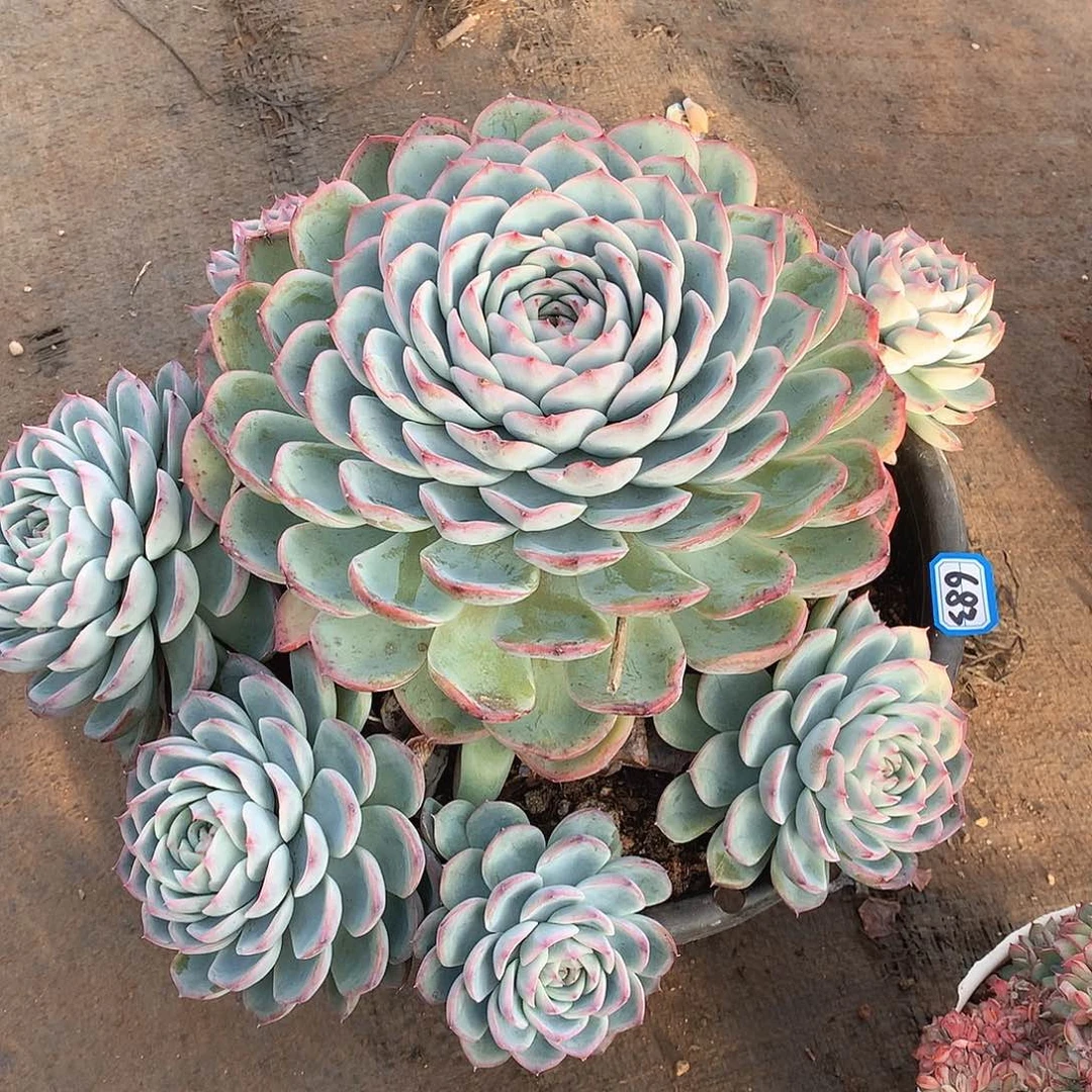 683粉水晶 一物一拍多肉