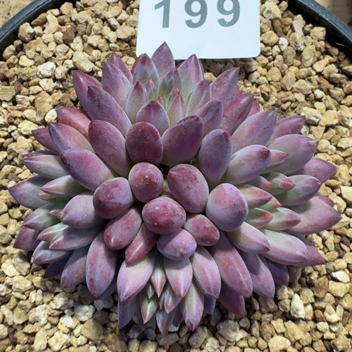 虞美人         今日新品上新多肉植物
