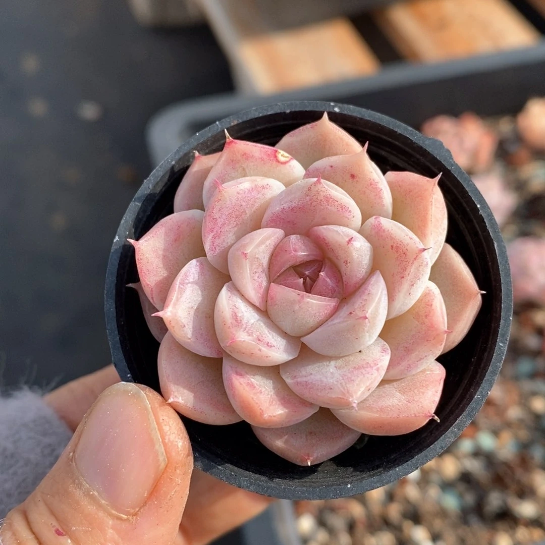 精品多肉一物一拍36