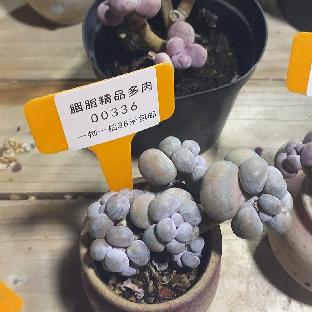 00336凑齐酣醉哈佛亩滩涂去