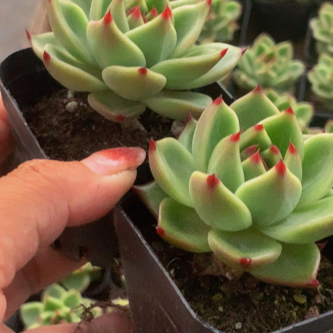 蓝龙。（满9.99包邮。不满9.99发叶子）