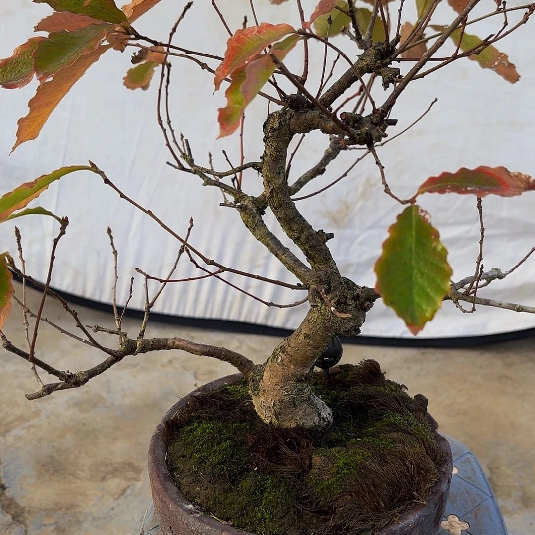 完全开放粒树盆景造型盆景