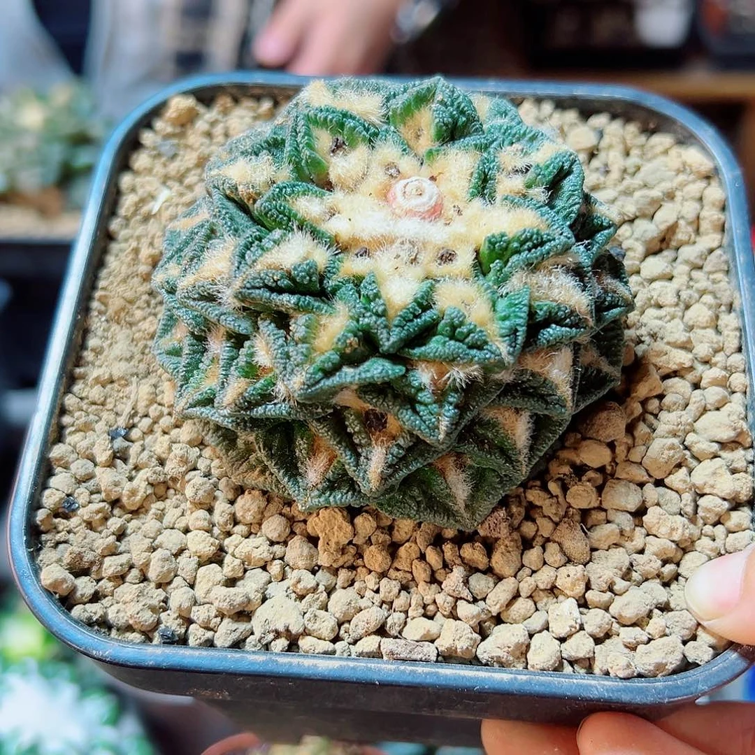 晚18号苗接无根辛盾牡丹7.7公分螺旋