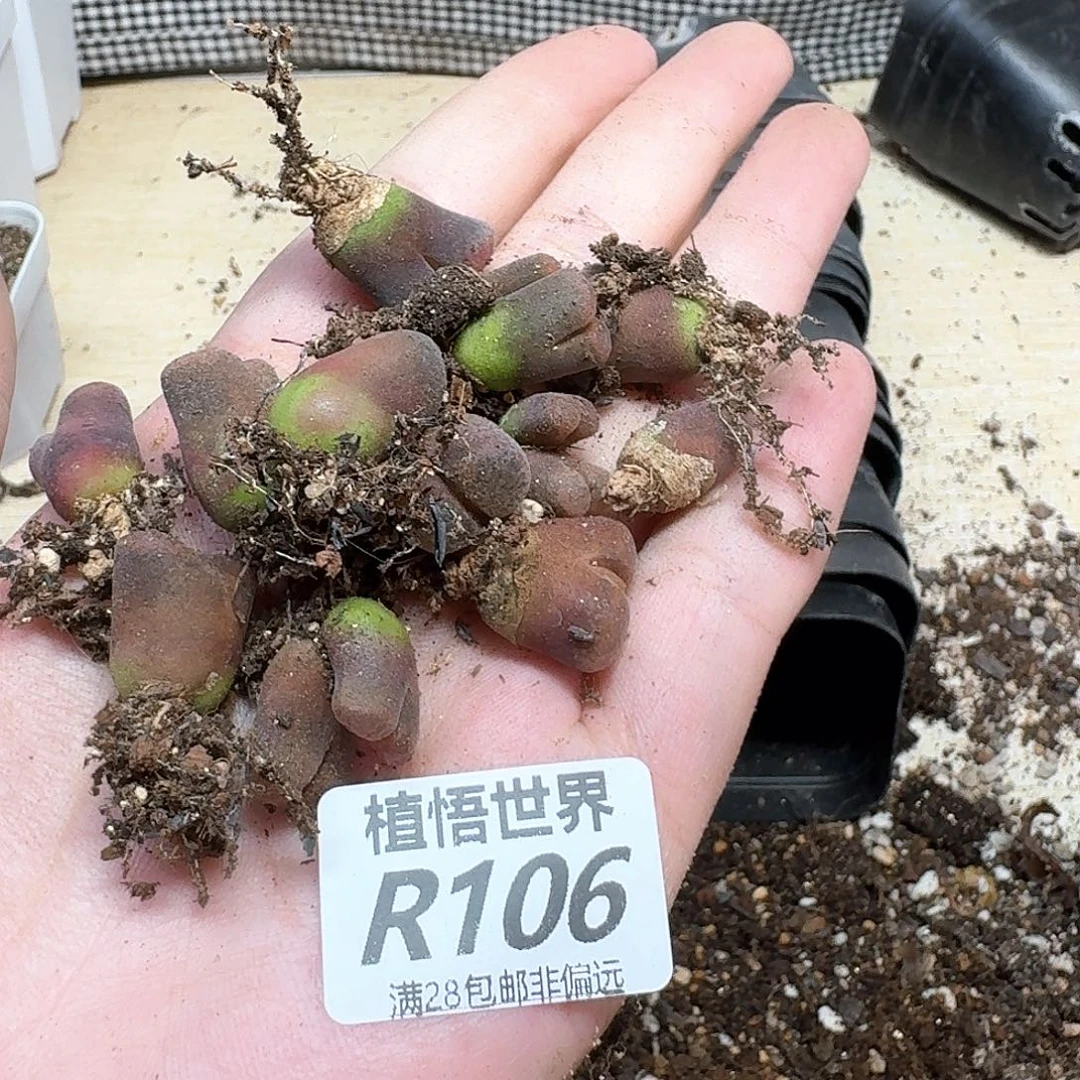 多肉植物多肉植物