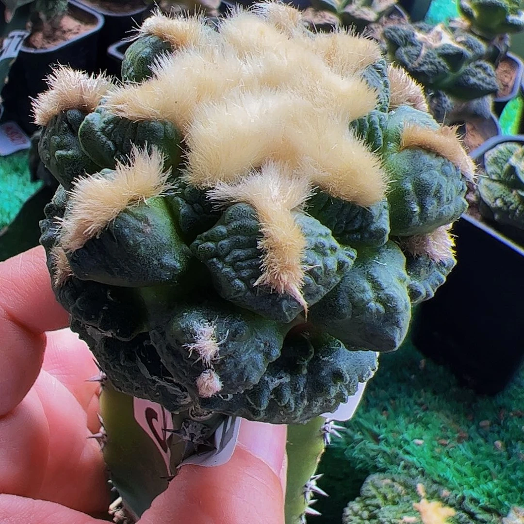 全部花朵连山牡丹375