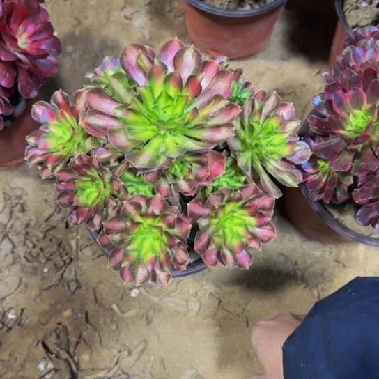 韶华法师9.9多肉植物