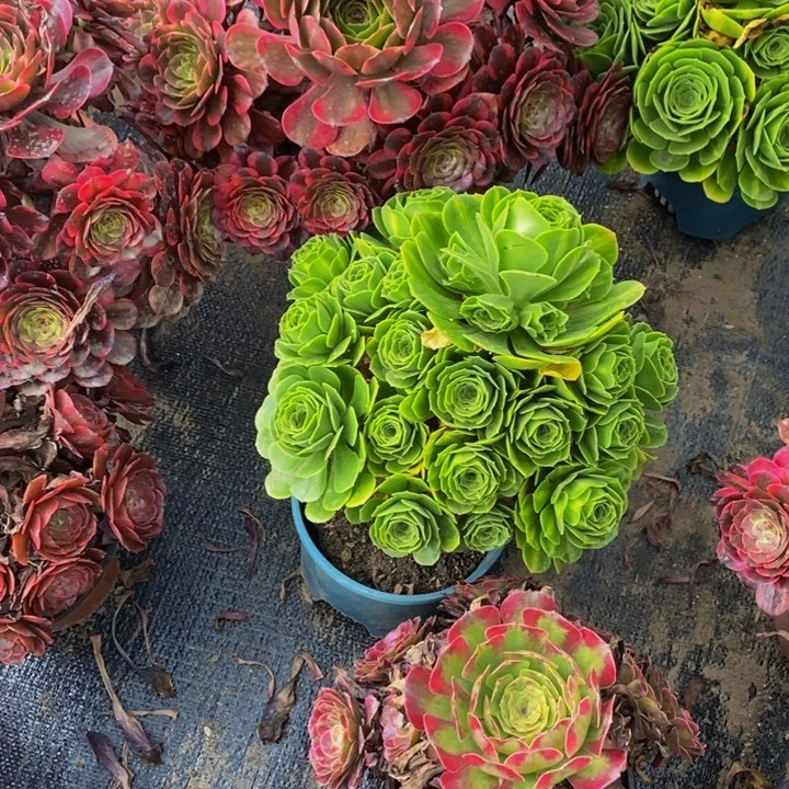 烟花加翡翠琉璃一组多肉植物