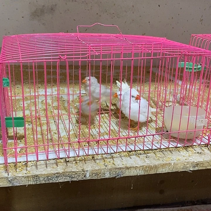 文鸟涪*换驼色，补差价