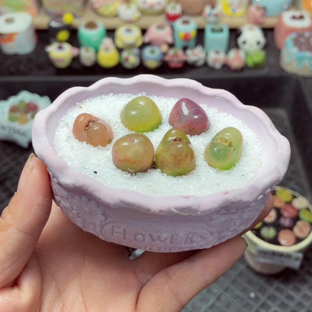 w3985 带盆土发货-零下地区拍保温箱