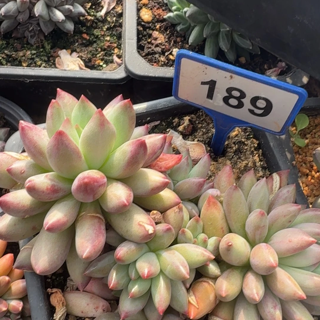 紫***英多肉植物二代虞美人189