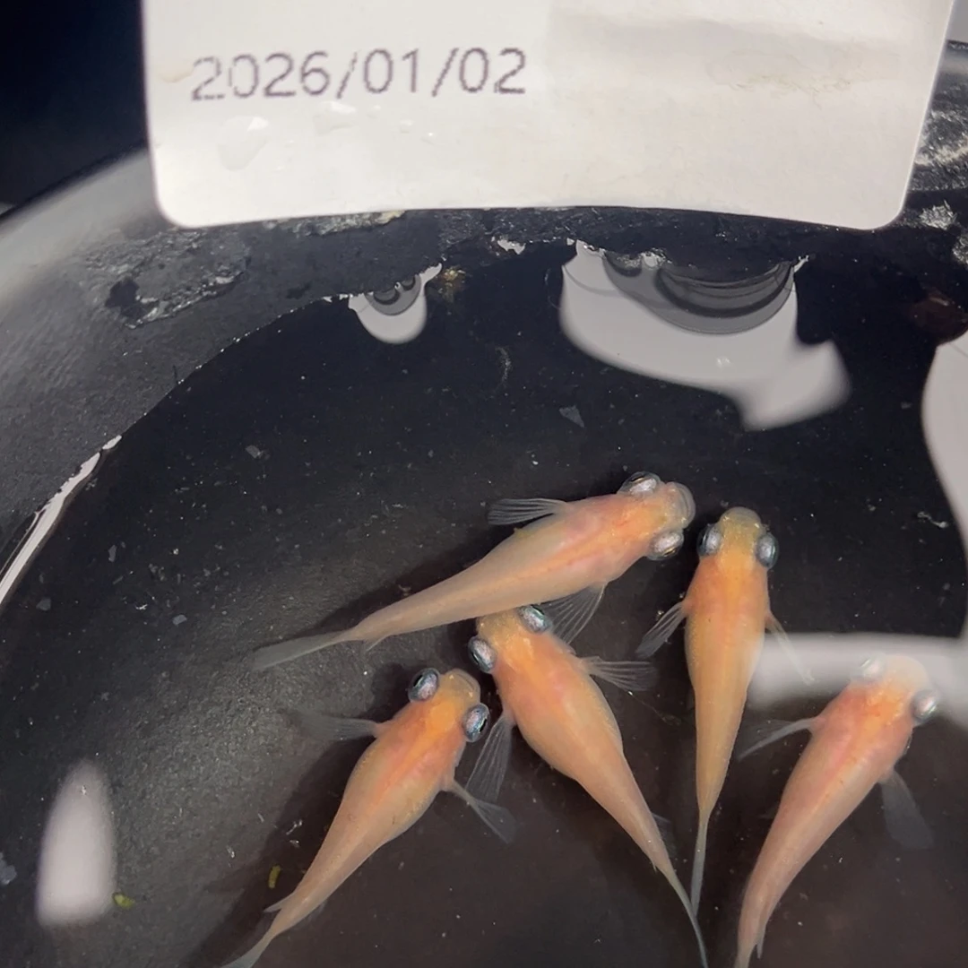 青鳉鱼266白出目五尾