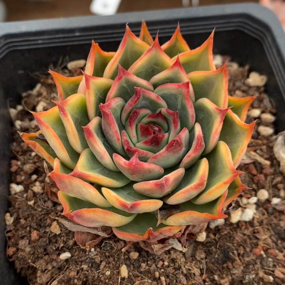 桃花多肉植物A3623