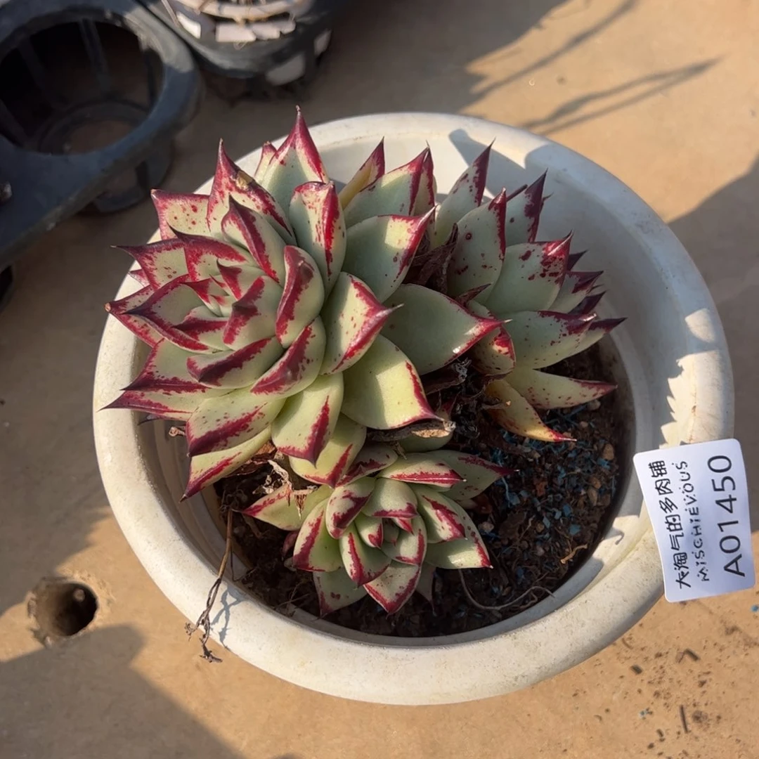 乌木一物一拍1450