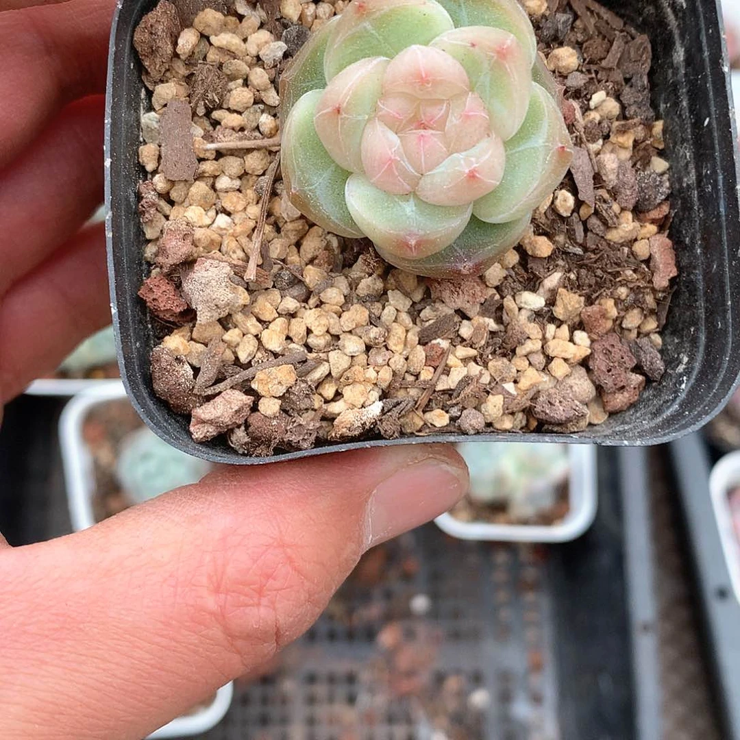 静静姐专拍珍妮白心