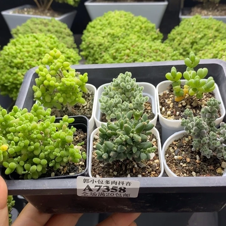 开播福利套餐组合7358