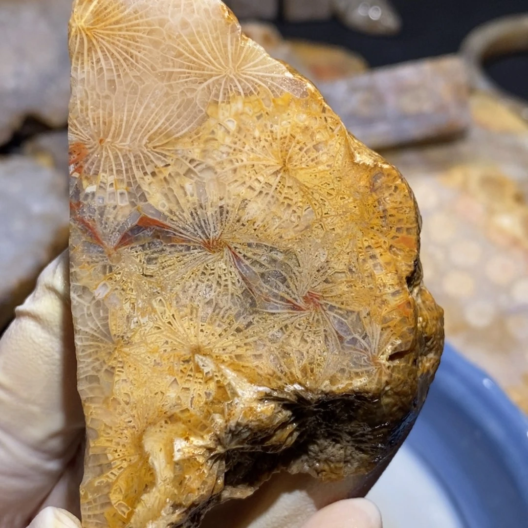 【闪购商品】未镶嵌珊瑚玉硅化玉