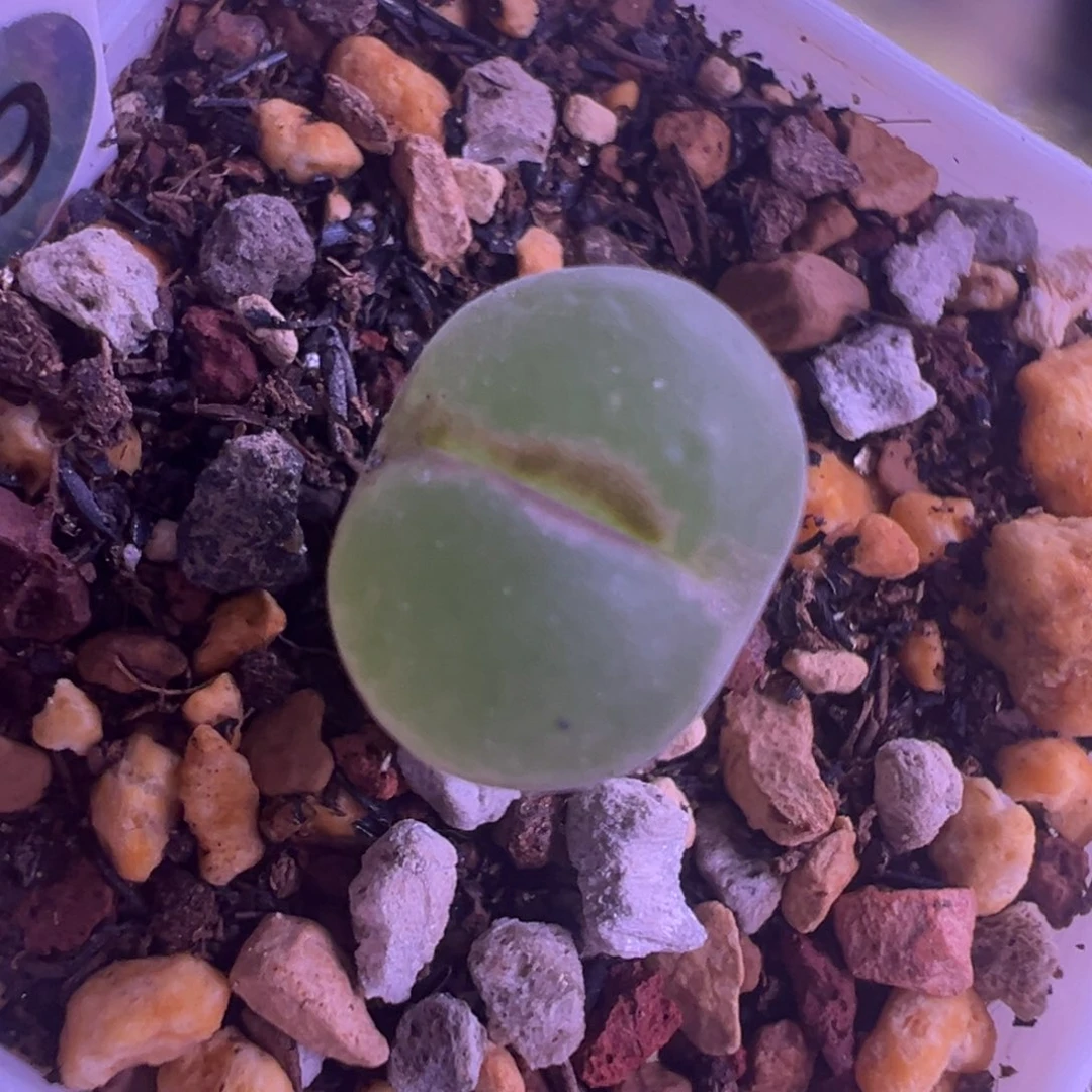 59粉红女郎纽扣母本一物一拍